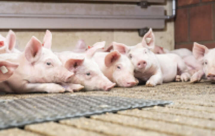 Schwein Banner Themenmix Schwein Banner Themenmix
